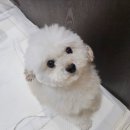 보화 임보일기 5 이미지