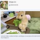 트위터 모음 재밌어서 우동이랑 나눠봤습니다ㅎㅎ.twt 이미지