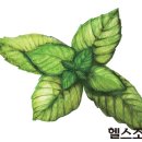 건강의향기 이미지