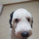 대관령동태찌개 이미지