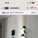 도레미파 고양이스크래쳐 네이버 내돈내산 한 달 사용 솔직 후기