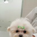 롯데동물병원 이미지