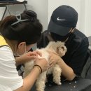 광주애견미용학원