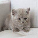 인천고양이분양 도레미캣 이미지