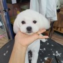 더도그맘
