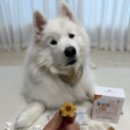 (주)곰소프트 네이버블로그
