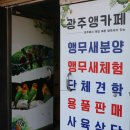 광주앵카페 이미지