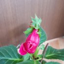 글록시니아 빨강꽃 이미지