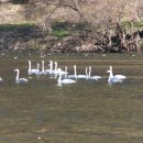 보은메추리농장 이미지