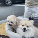 봉구스밥버거앤텐더크래커부산대