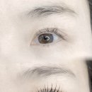 하이바이 강아지분양 고양이분양 수원점 | 용인 유기견 입양소 하이바이 분양소 수원지점 방문 후 말티푸 입양 후기 (용인에서 방문)