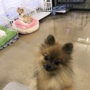 알로하 강아지유치원 호텔 이미지