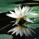 ＜禪房日記＞13,해제 그리고 회자정리[終] 이미지