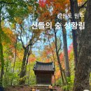 9월 문화가 있는 날 _ 김윤경 해설 앙상블 | 강원도 원주 숨겨진 명소 신들의 숲 성황림