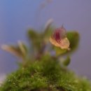 이쁜포리 이미지