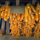 나라바이오 이미지