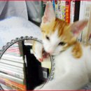 거울아 거울아 이미지