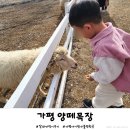 사계절목장 | 가평 아이랑 갈만한곳 양떼목장 알파카 먹이주기 사계절 체험
