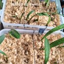 군자란 파종 일지 [3] 이미지