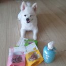 써니펫 | 강아지 제품 추천: 강아지 샴푸 TS써니애견샴푸 펫 샴푸 반려견 간식 TS 써니 냠냠 쿠키 솔직 후기 🧼 🧼