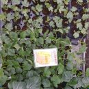 부흥종묘사 이미지