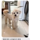 깨비 애견미용 이미지