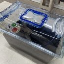 한뿔축산 | 살아있는 헤라클레스왕장수풍뎅이 해외곤충전시 여주곤충박물관