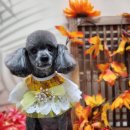 크라운사거리 이미지