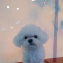 신일환동물병원 이미지