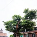 느티나무 이미지