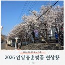 안양석수초등학교 | 2026 안양충훈벚꽃축제 벚꽃 개화상황｜오늘 기준 90%만개 현장 후기