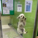 반려마루 화성 이미지