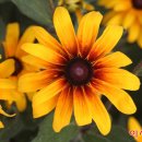 (주)수레 이미지