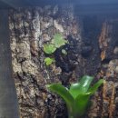 비바리움매니아 이미지