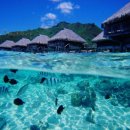 감자(GAMJA) 이미지