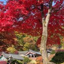 고산사목조석가모니불좌상 | 영주 소수서원, 부석사