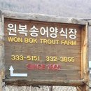 원복송어 이미지