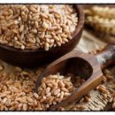 곡물이네 이미지