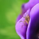 살바토레펜션 이미지