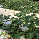 만봉농장 이미지