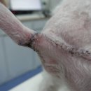 VIP 반려동물 암센터 이미지