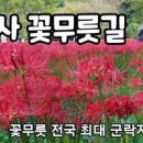 고창 선운사 꽃무릇 선운산도립공원 에 고창 가볼만한곳 이미지