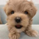 오아이펫 이미지