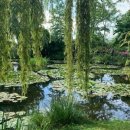 지베르니 이미지