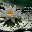 춘세흑돼지