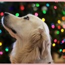 동물병원 감동 이미지