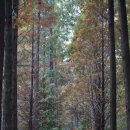 울산대공원 메타세쿼이아길 [울산가볼만한곳 단풍명소]