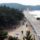 바다와소나무 이미지