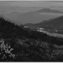 매화농원 이미지