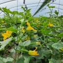 진아농장 이미지